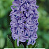 Hyacinthus Delft Blue x2 14/15