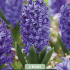 Hyacinthus Delft Blue x2 14/15