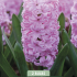 Hyacinthus Pink Pearl x2 14/15