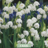 Leucojum Aestivum x5 10/+