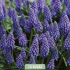 Muscari Armeniacum x10 7/8