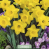 Narcissus Dutch Master x3 14/16