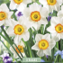 Narcissus Flower Record x3 14/16