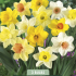 Narcissus Mixed x3 14/16