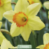 Narcissus Red Devon x3 14/16