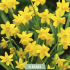 Narcissus Tete a Tete x5 12/14
