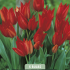 Tulipa Praestans Zwanenburg x5 8/10
