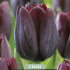 Tulipa Ronaldo x5 10/11