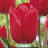 Tulipa Seadov x5 10/11