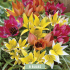 Tulipa Specie Mixed x8 7/8