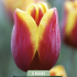 Tulipa Triumph Denmark x5 10/11