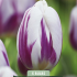 Tulipa Triumph Flaming Flag x5 10/11