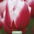 Tulipa Triumph Leen v/d Mark x5 10/11