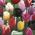 Tulipa Triumph Mix x 5 10/11