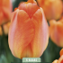 Tulipa Triumph Orange van Eijk x5 10/11