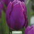 Tulipa Triumph Purple Prince x5 10/11