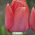 Tulipa Triumph van Eijk x 5 10/11