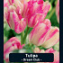 Tulipa Dream Club x7 12/+