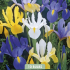 Iris Hollandica mixed x 10 8/9