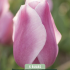 Tulipa Synaede Amor x5 10/11