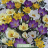 Crocus Botanical Mixed x10 5/6