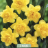Narcissus Dick Wilden x3 14/16