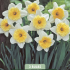 Narcissus Ice Follies x3 14/16