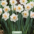 Narcissus Salome x3 14/16