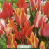 Tulipa Fun Colours x5 10/11