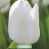 Tulipa Royal Virgin x5 10/11