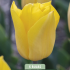 Tulipa Strong Gold x5 10/11