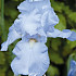 Iris Germanica Bedtime story's x1 I