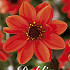 Dahlia Anemone Pulp Fiction 1x l I