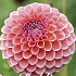 Dahlia Deco. Romance x1 l I