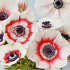 Bicolor Coronaria 5/6