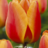 Tulp Darwin Apeldoorn Elite x10 12/+