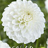 Dahlia Ball Boom Boom White x1 l .