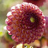 Dahlia Ball Burlesca x1 l .