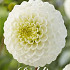 Dahlia Ball Caro x1 l .