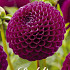 Dahlia Ball Downham Royal x1 l .