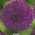 Allium Purple Sensation x5 12/14