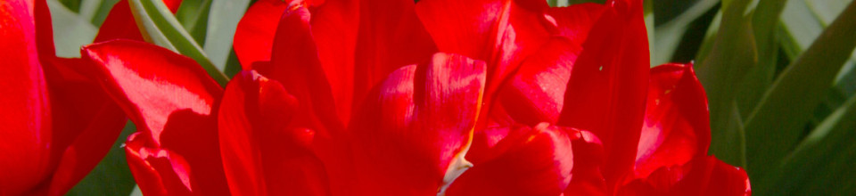 Tulipa
