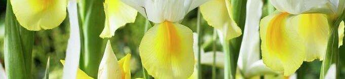 Iris Holl.