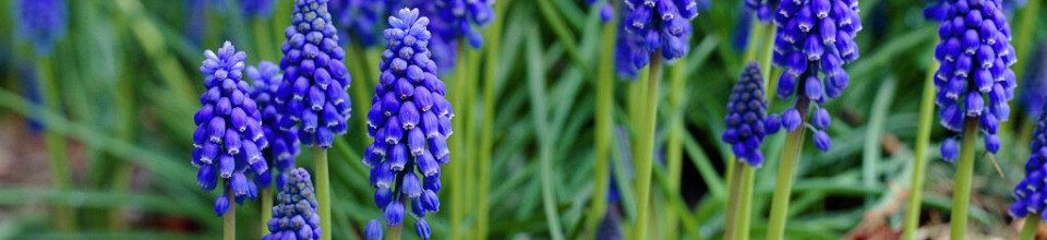 Muscari