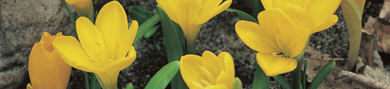 Sternbergia